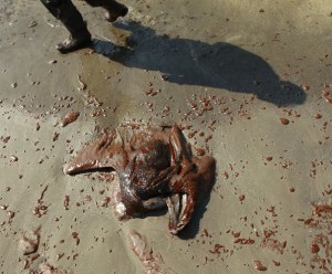 Boiled Over about BP oil spill